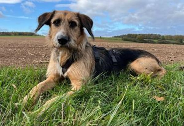 Mac der perfekte Begleiter durchs Leben