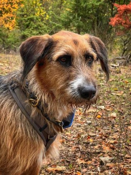 Mac der perfekte Begleiter durchs Leben