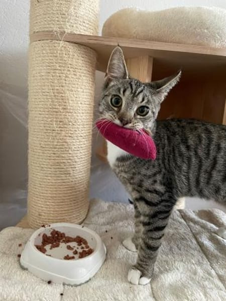 Jojo - nicht ohne sein Stofftier