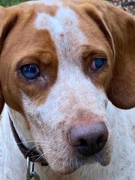 STEVIE - liebenswert trotz Handycap