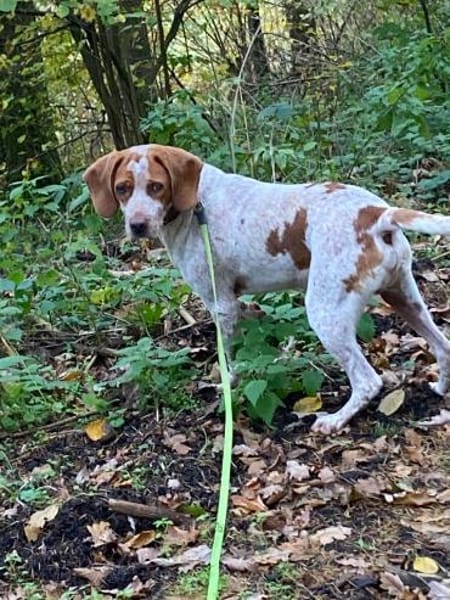 STEVIE - liebenswert trotz Handycap