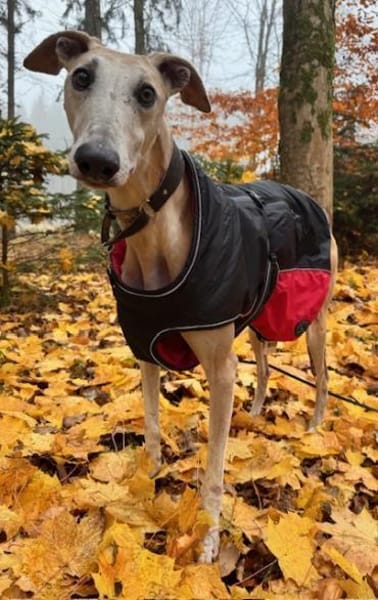 Stitch der liebevolle Galgo in /82284