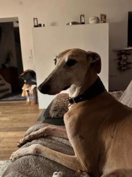 Stitch der liebevolle Galgo in /82284