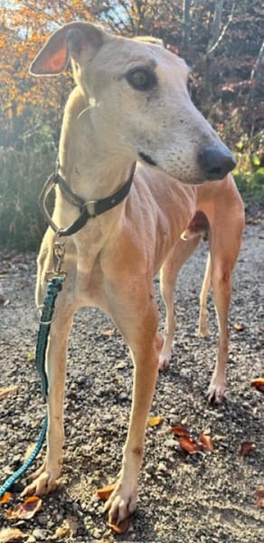 Stitch der liebevolle Galgo in /82284