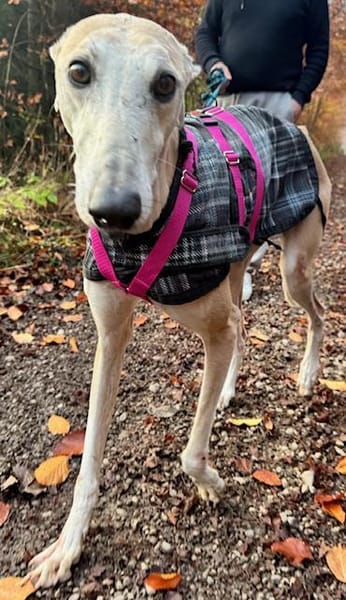 Stitch der liebevolle Galgo in /82284