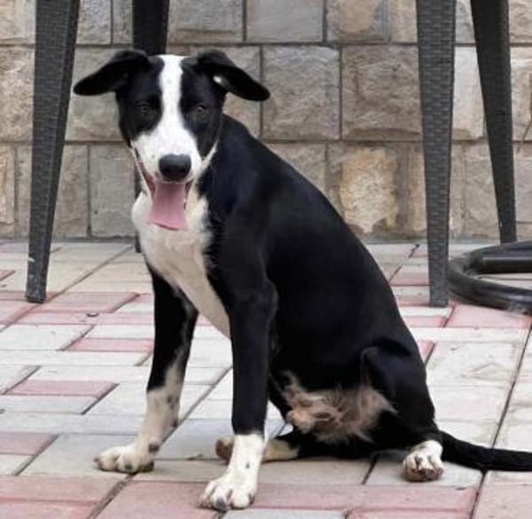 Lieber vorsichtiger Lenny sucht dich!