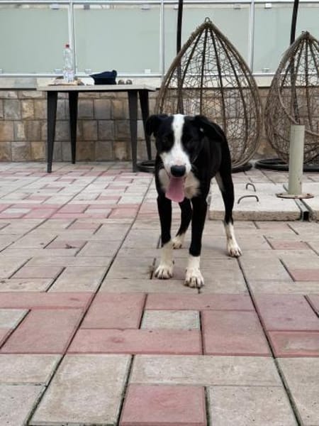 Lieber vorsichtiger Lenny sucht dich!