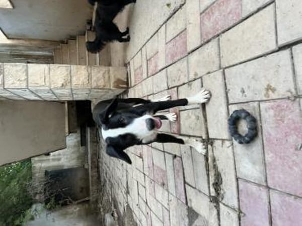 Lieber vorsichtiger Lenny sucht dich!