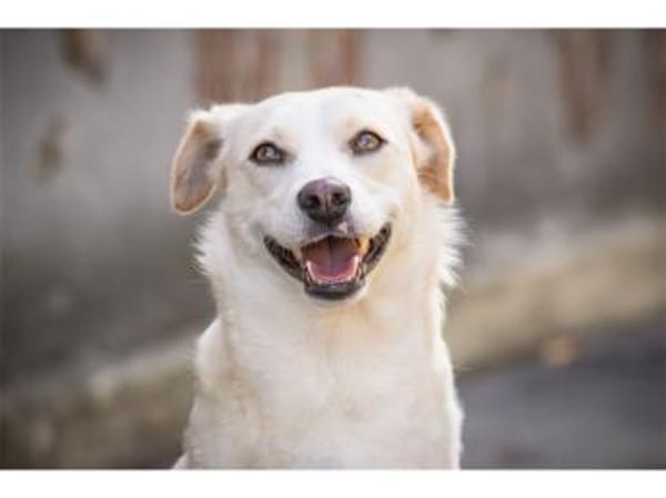 Nadirah - wartet in 35460 Staufenberg