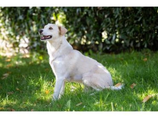 Nadirah - wartet in 35460 Staufenberg