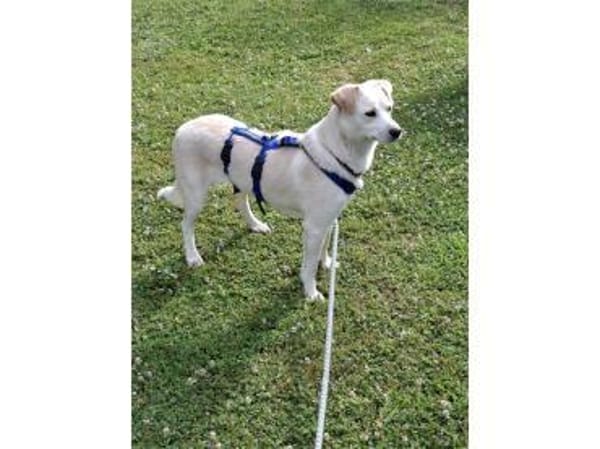 Nadirah - wartet in 35460 Staufenberg