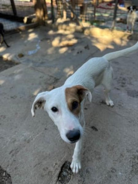 Luna auf Pflege in Euskirchen