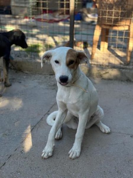 Luna auf Pflege in Euskirchen