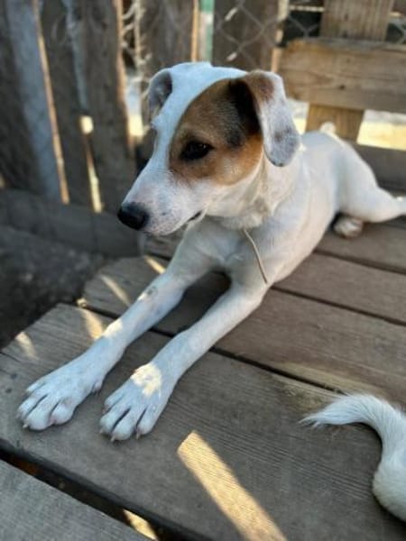 Luna auf Pflege in Euskirchen