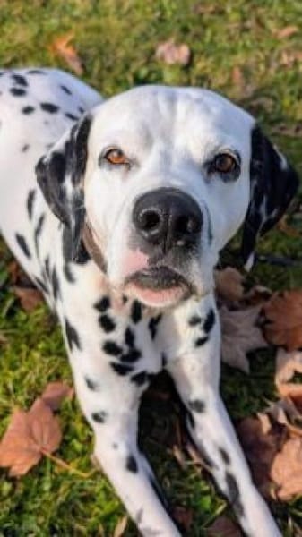 NOTFALL- Ivo sucht Pflegestelle/Zuhause