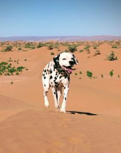 NOTFALL- Ivo sucht Pflegestelle/Zuhause