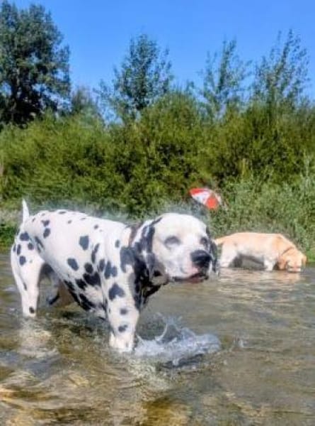 NOTFALL- Ivo sucht Pflegestelle/Zuhause