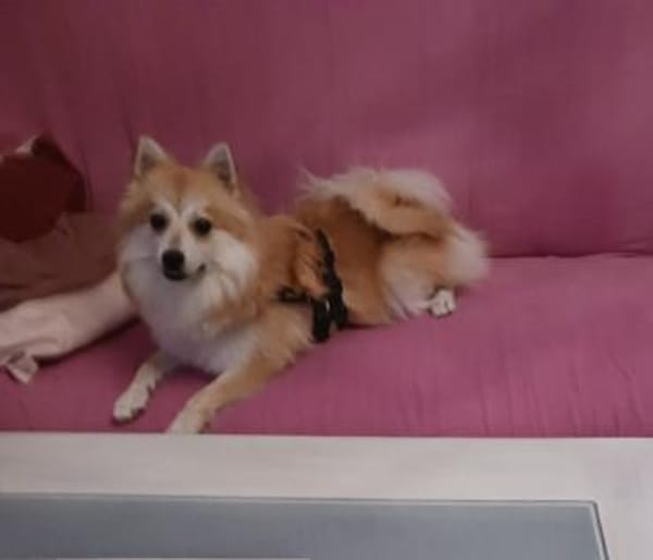 Wanda, Kleinspitzwelpenmädchen