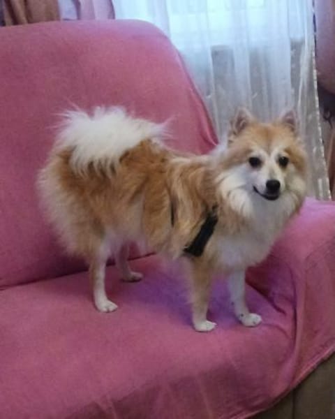 Wanda, Kleinspitzwelpenmädchen