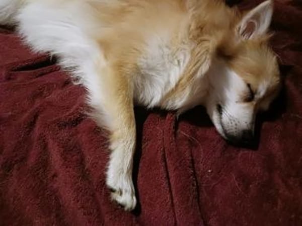 Wanda, Kleinspitzwelpenmädchen