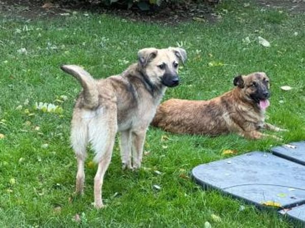 LUKE-süßer,zutraulicher Jung-Rüde,43cm(w