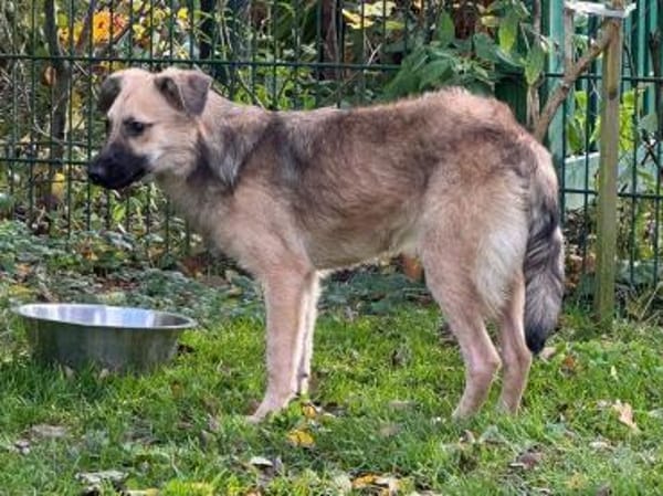 LUKE-süßer,zutraulicher Jung-Rüde,43cm(w