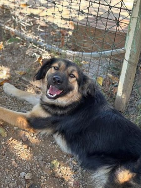 Verschmuste Cookie auf PS bei Augsburg