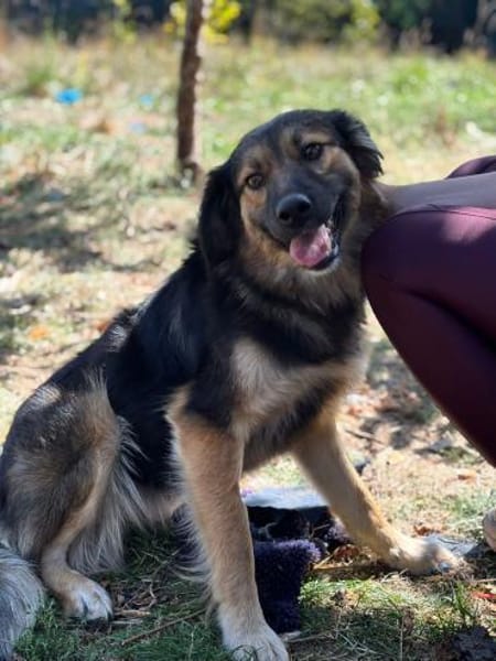 Verschmuste Cookie auf PS bei Augsburg