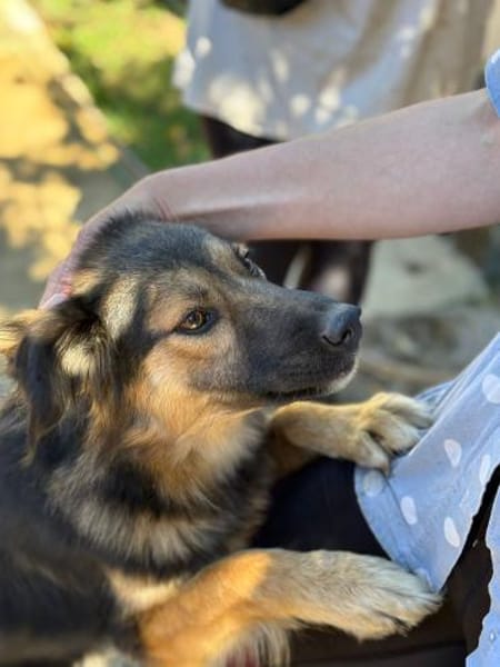 Verschmuste Cookie auf PS bei Augsburg