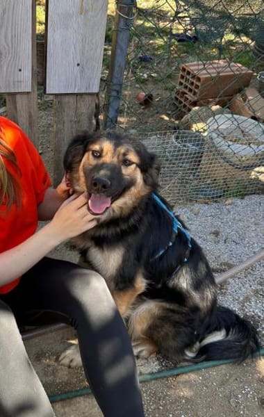 Verschmuste Cookie auf PS bei Augsburg