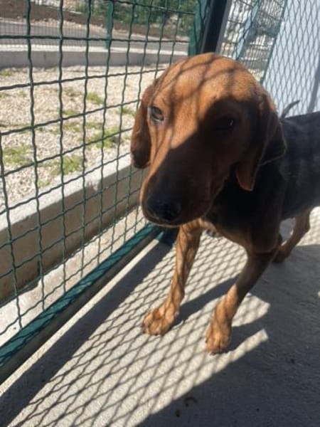 Zarte Seele Rolly voller Hoffnung