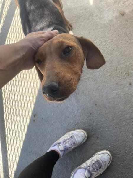 Zarte Seele Rolly voller Hoffnung