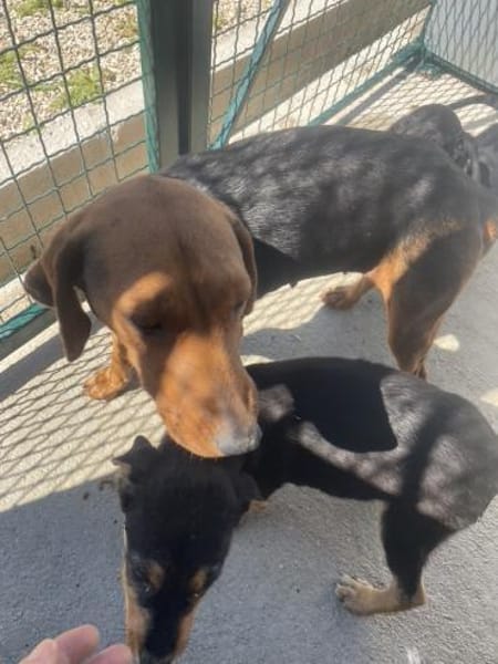 Zarte Seele Rolly voller Hoffnung