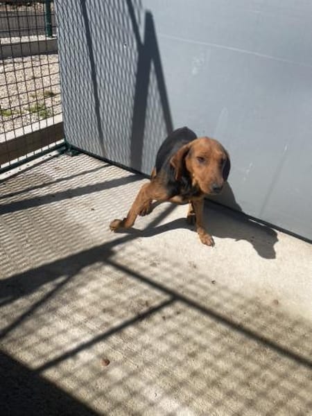 Zarte Seele Rolly voller Hoffnung