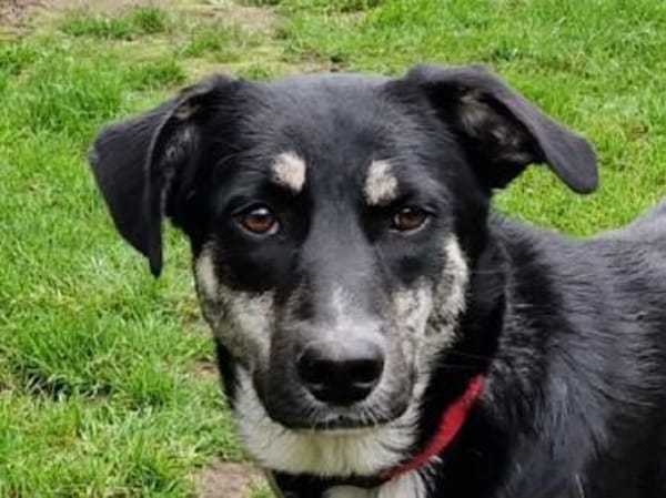 INKY-zauberhafte Jung-Hündin, 58 cm