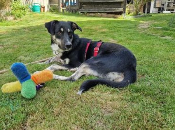 INKY-zauberhafte Jung-Hündin, 58 cm