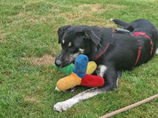 INKY-zauberhafte Jung-Hündin, 58 cm