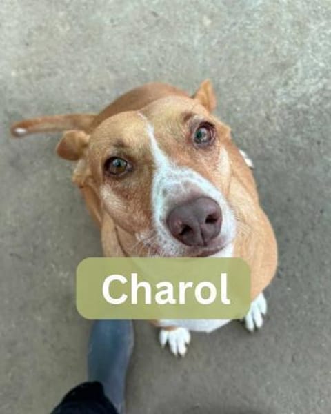 CHAROL, w., kastr., Mischling, ca. 47 cm