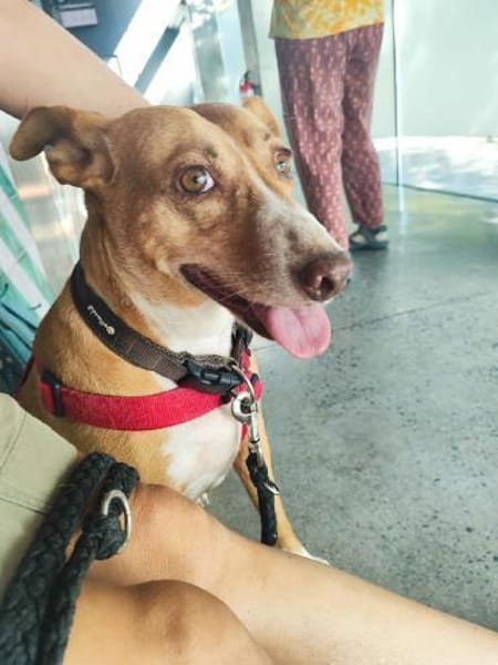 CHAROL, w., kastr., Mischling, ca. 47 cm