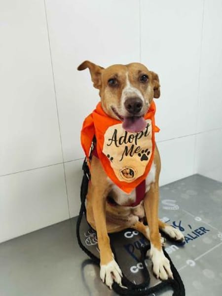 CHAROL, w., kastr., Mischling, ca. 47 cm