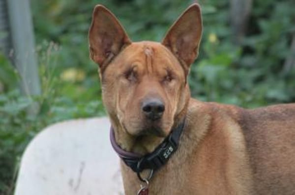 Solo - liebe, nette, blinde Hündin