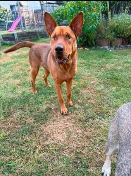 Solo - liebe, nette, blinde Hündin