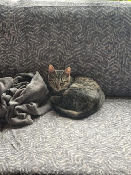 Süßer Akari sucht seine Menschen