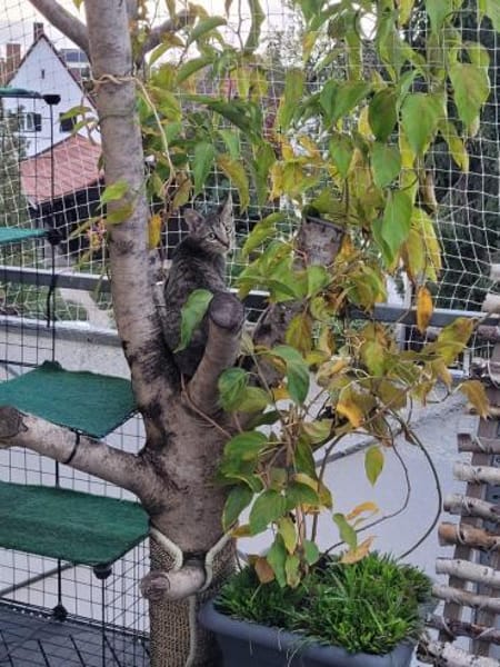 Süßer Akari sucht seine Menschen