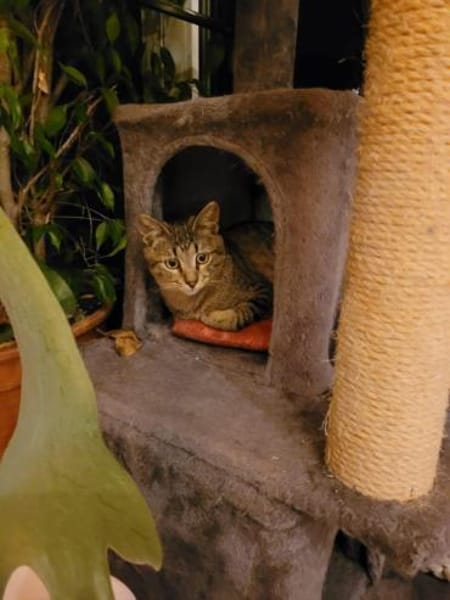 Süßer Akari sucht seine Menschen