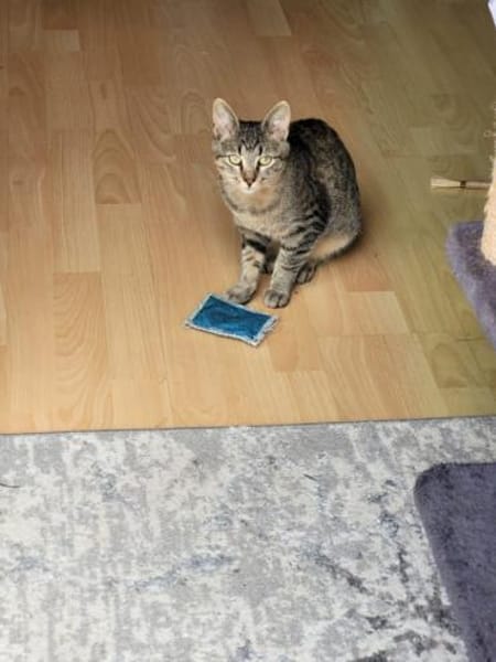 Süßer Akari sucht seine Menschen