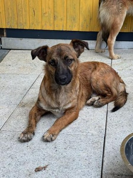 PACO-abenteuerlustiger Jung-Rüde, 39 cm