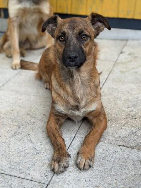 PACO-abenteuerlustiger Jung-Rüde, 39 cm