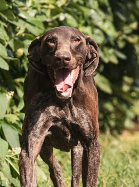 Donna - eine ganz besondere Hündin