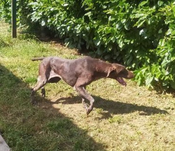 Donna - eine ganz besondere Hündin